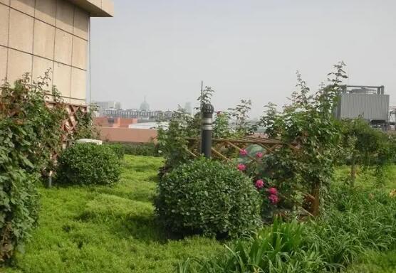 屋顶植物绿化